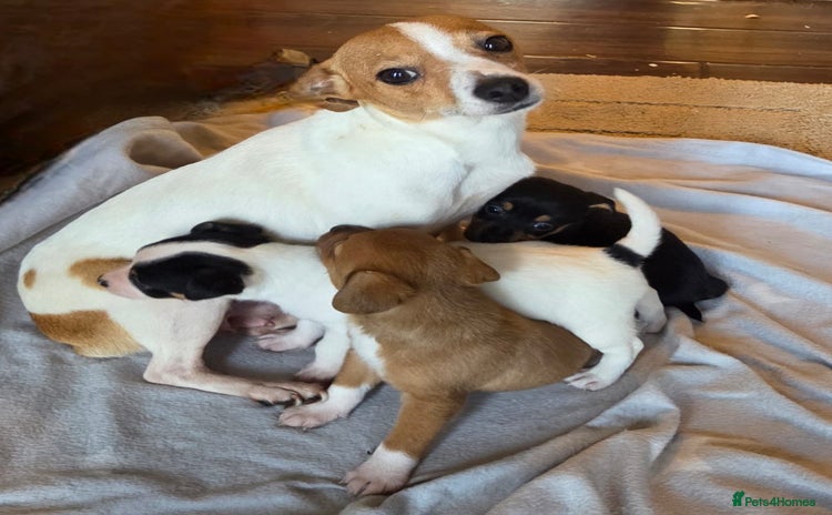 Jack Russell dogs - Advert 14