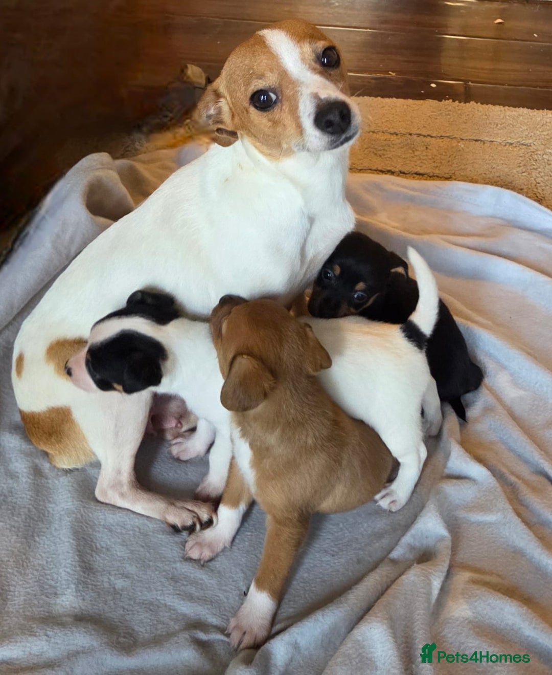 Jack Russell dogs for sale: Stunning miniature Jack Russell Puppies - Image 1