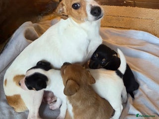 Jack Russell dogs - Advert 1