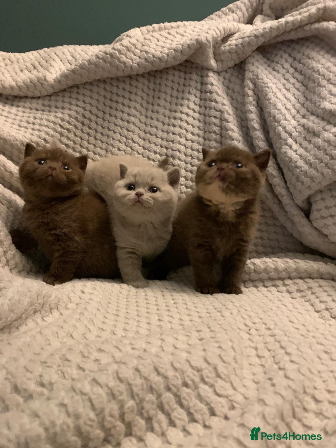 British Shorthair cats for sale: GCCF British shorthair kittens  - Advert 3