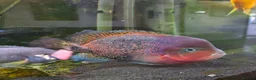 Other/Mixed Breed fish for sale: Oscar and ciclid in Hereford - Advert 8