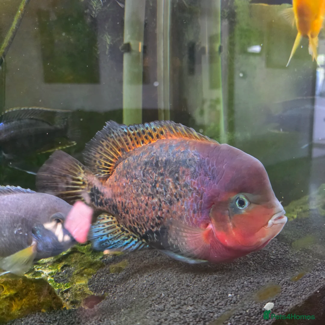 Other/Mixed Breed fish for sale: Oscar and ciclid in Hereford - Advert 8