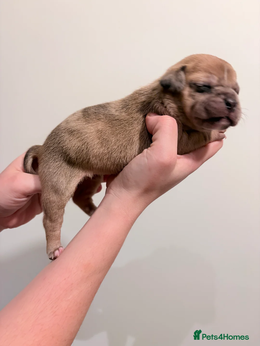 Mixed Breed dogs for sale: 7 gorgeous rare French American Bulldogs - Advert 16