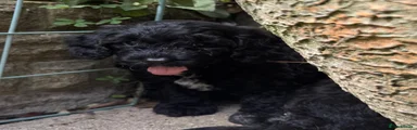 Cavapoochon 4
