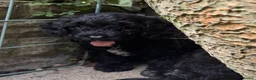 Cavapoochon dogs for sale: Cavapoochon pups health tested parents  - Advert 16