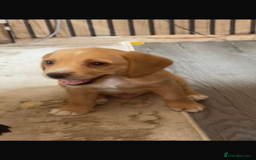 Bocker dogs for sale: Bocker - Image 3