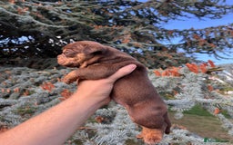 Olde English Bulldogge dogs for sale: RAINBOW OLD ENGLISH LITTER !!! - Image 18
