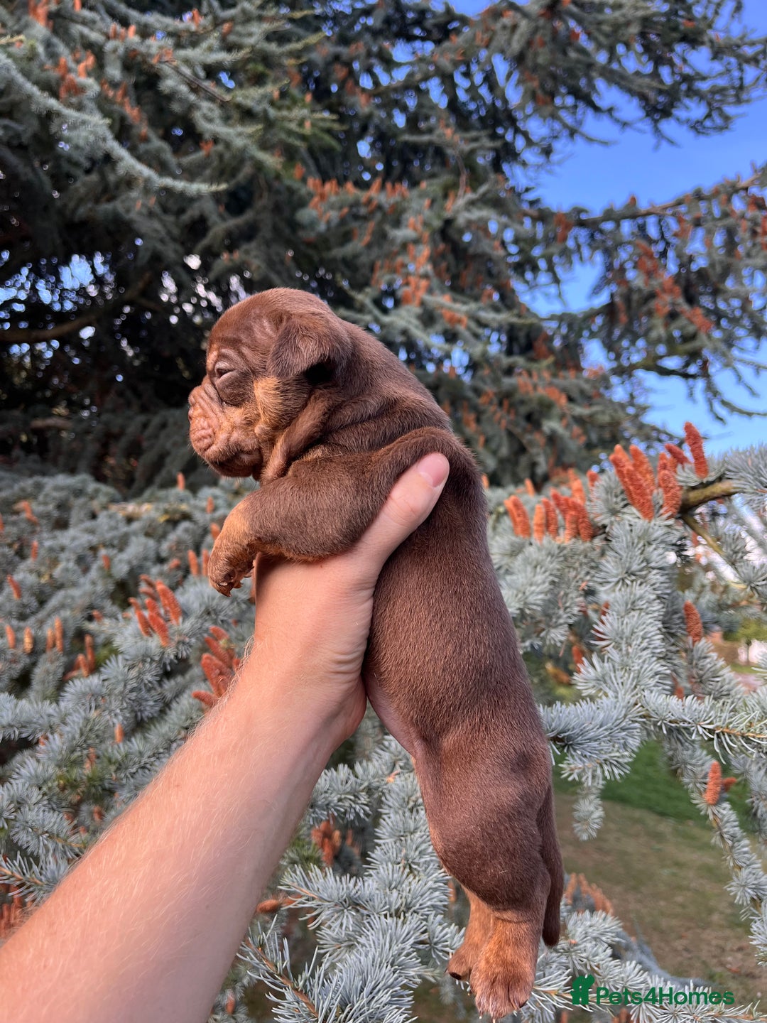 Olde English Bulldogge dogs for sale: RAINBOW OLD ENGLISH LITTER !!! - Image 18