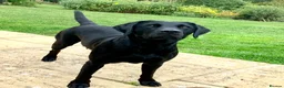 Labrador Retriever dogs for sale: Superb pedigree KC reg Labrador Retriever Puppies - Advert 20
