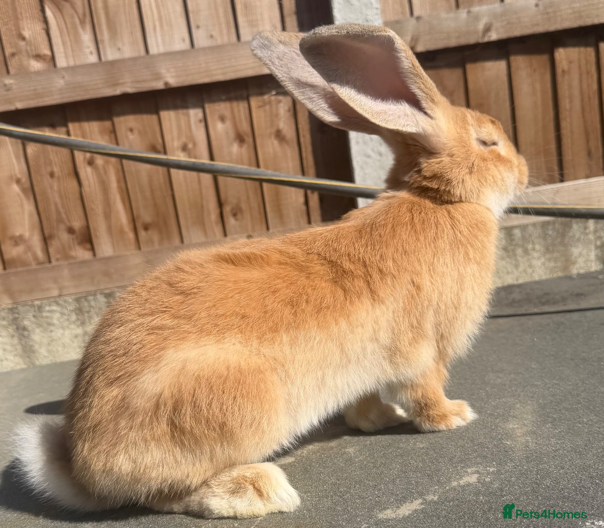 Continental Giant rabbits Giant ready to go now 12 weeks old  - Advert 5