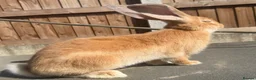 Continental Giant rabbits for sale: Giant ready to go now 12 weeks old  - Advert 1