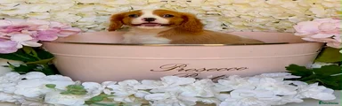 Cavalier King Charles Spaniel 1