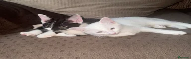 Domestic Shorthair 3