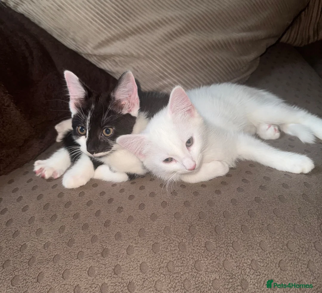 Domestic Shorthair cats for sale: 4 gorgeous kittens looking for their forever homes - Advert 2