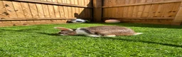 Mixed Breed rabbits for sale: Male Rabbit Looking for a Loving Home 🏡 in Derby - Advert 3