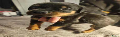 Rottweiler 4