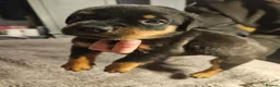 Rottweiler dogs for sale: Rottweiler puppies  in Leven - Advert 4