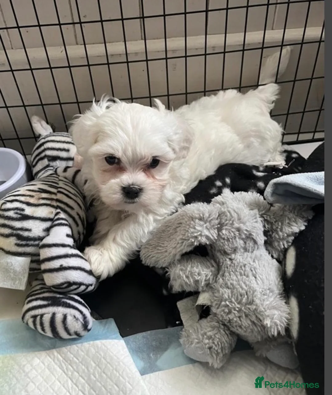 Maltese dogs for sale: Maltease puppies ❌SOLD❌ - Advert 2