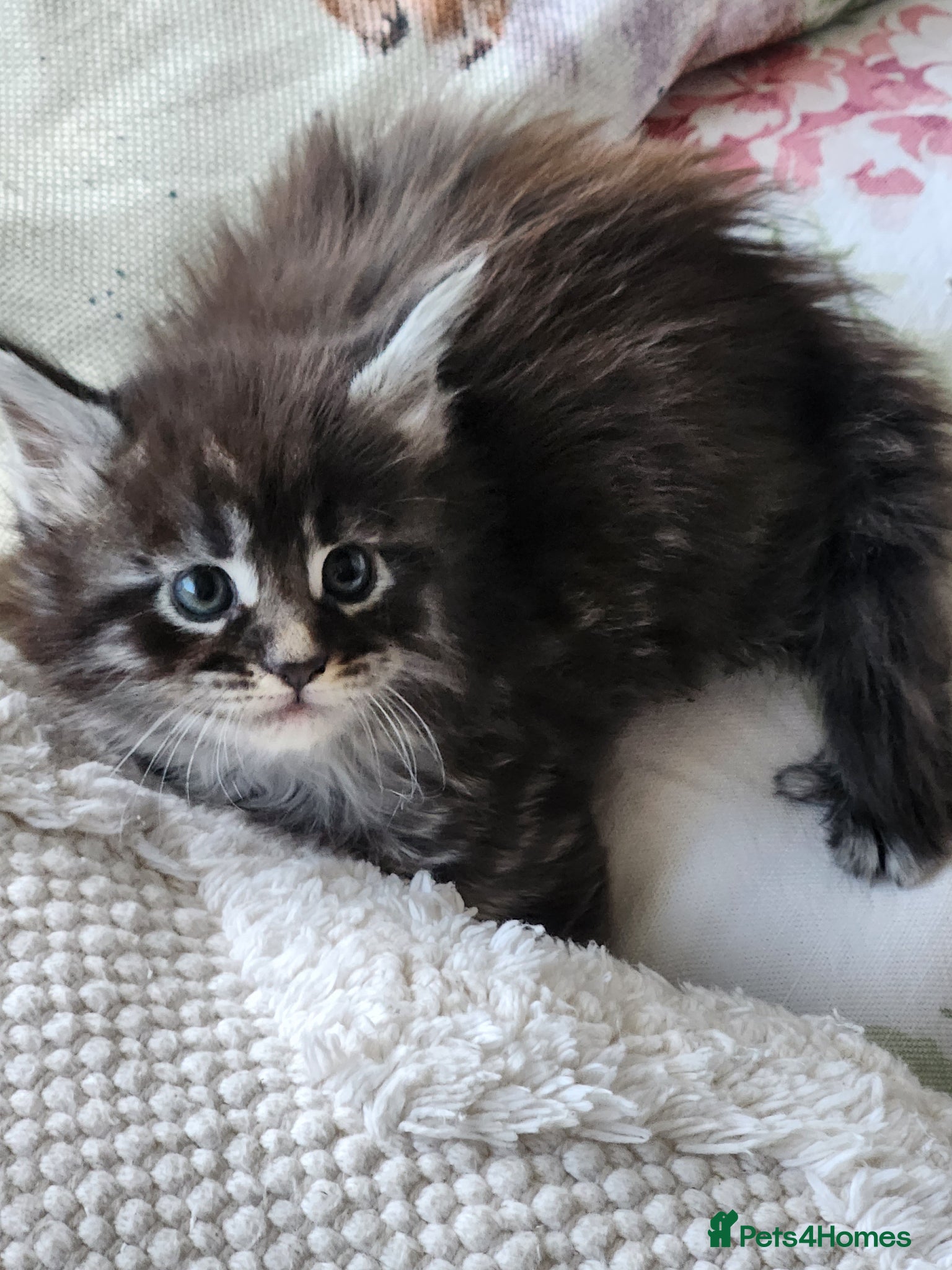 Maine Coon cats Maine Coons ready April 4 male 1 female  - Advert 17