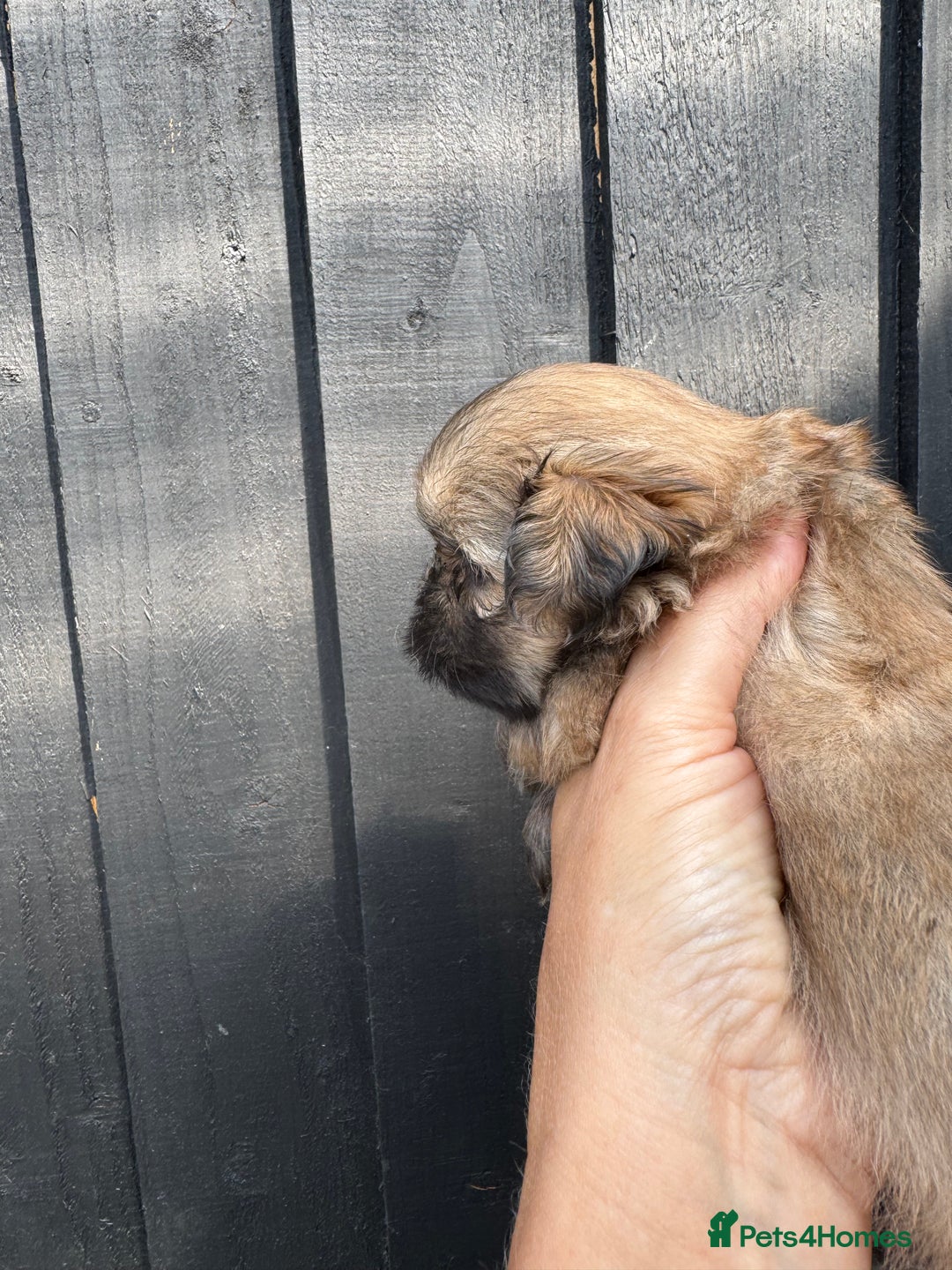 Shih Tzu dogs for sale: Standard size shihtzu pups  - Image 8