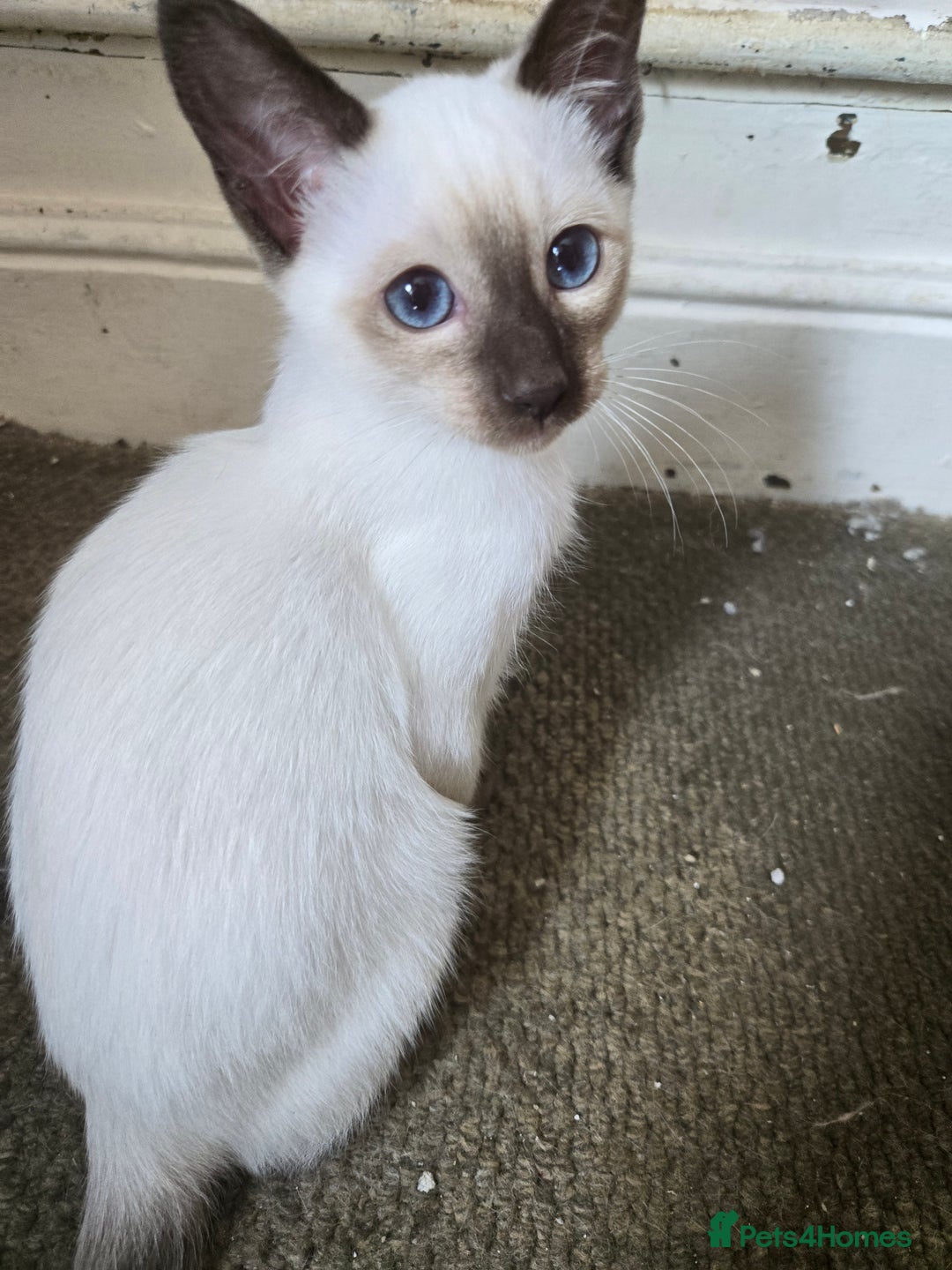 Ragdoll cats for sale: REDUCED 12 weeks chocolate point girl  in Bradford - Image 23