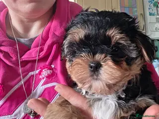 Yorkshire Terrier dogs 1 pup left Norman - Advert 2