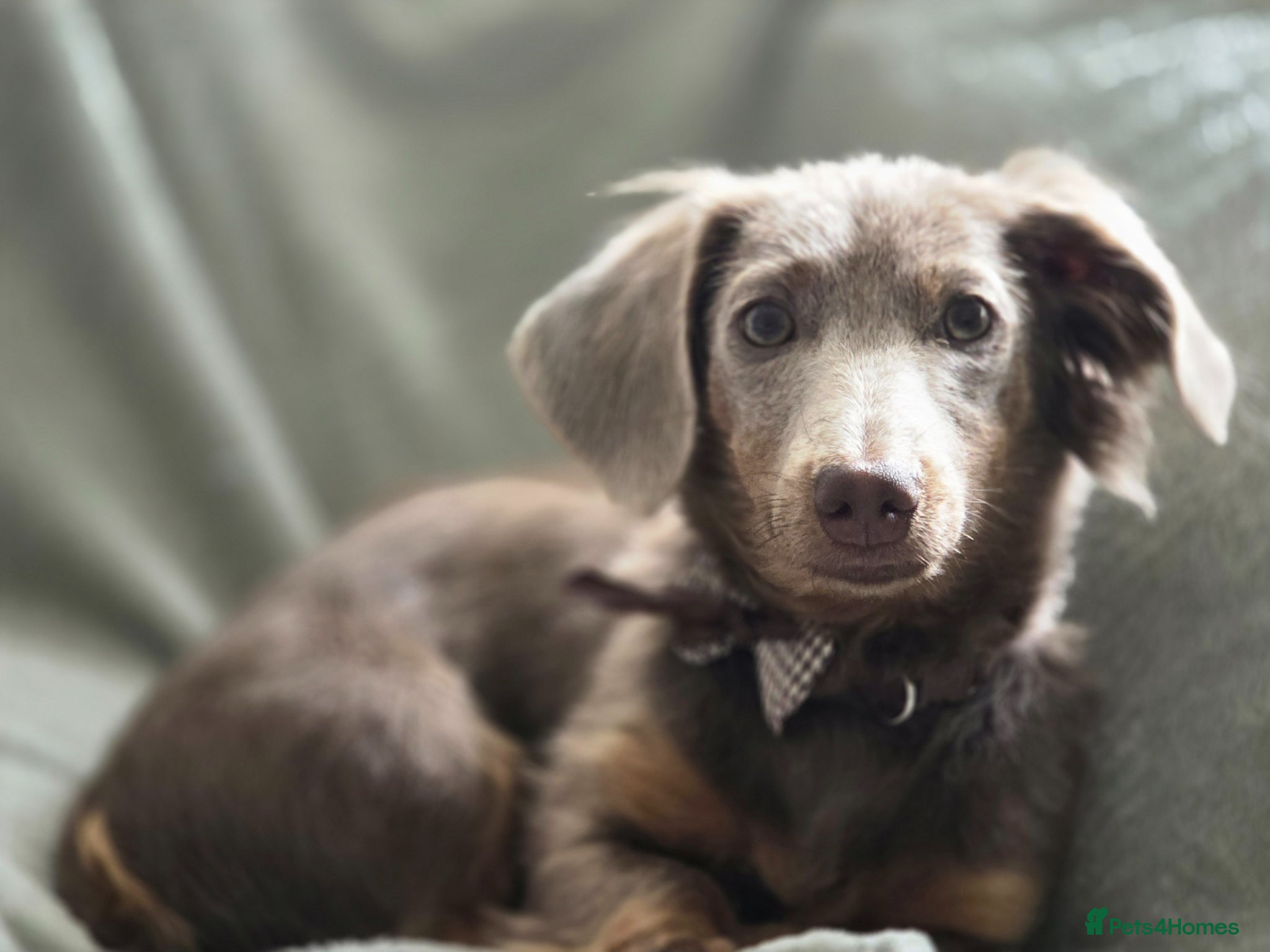 Miniature Dachshund dogs for sale: Mr Marley  in Glasgow - Advert 7