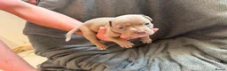 American Bully dogs for sale: ABKC REGISTERED Pocket bullz - Advert 11