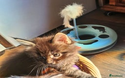 Maine Coon cats for sale: Maine coon purebred pedigre xl active in Barnsley - Image 14