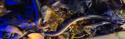 Millipedes invertebrates for sale: Burmese Beauty millipedes  - Advert 4