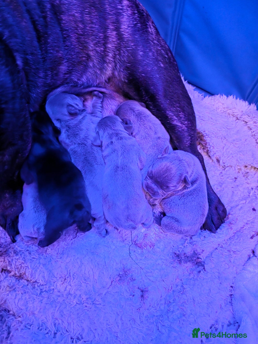 French Bulldog dogs for sale: 6 frenchie/ French bulldog - Image 15