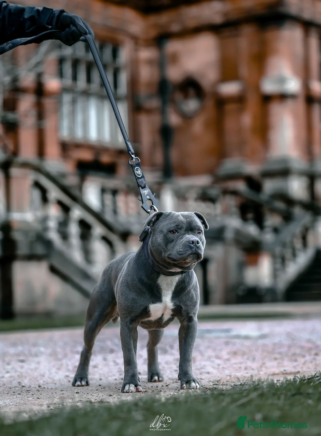 Staffordshire Bull Terrier dogs for stud: NARCOS! THE U.K’s FINEST STAFFY AVAILABLE NOW! in Nottingham - Advert 25