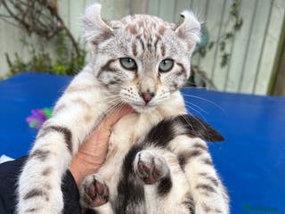 Keetso cats Stunning rare curled eared female - Advert 3