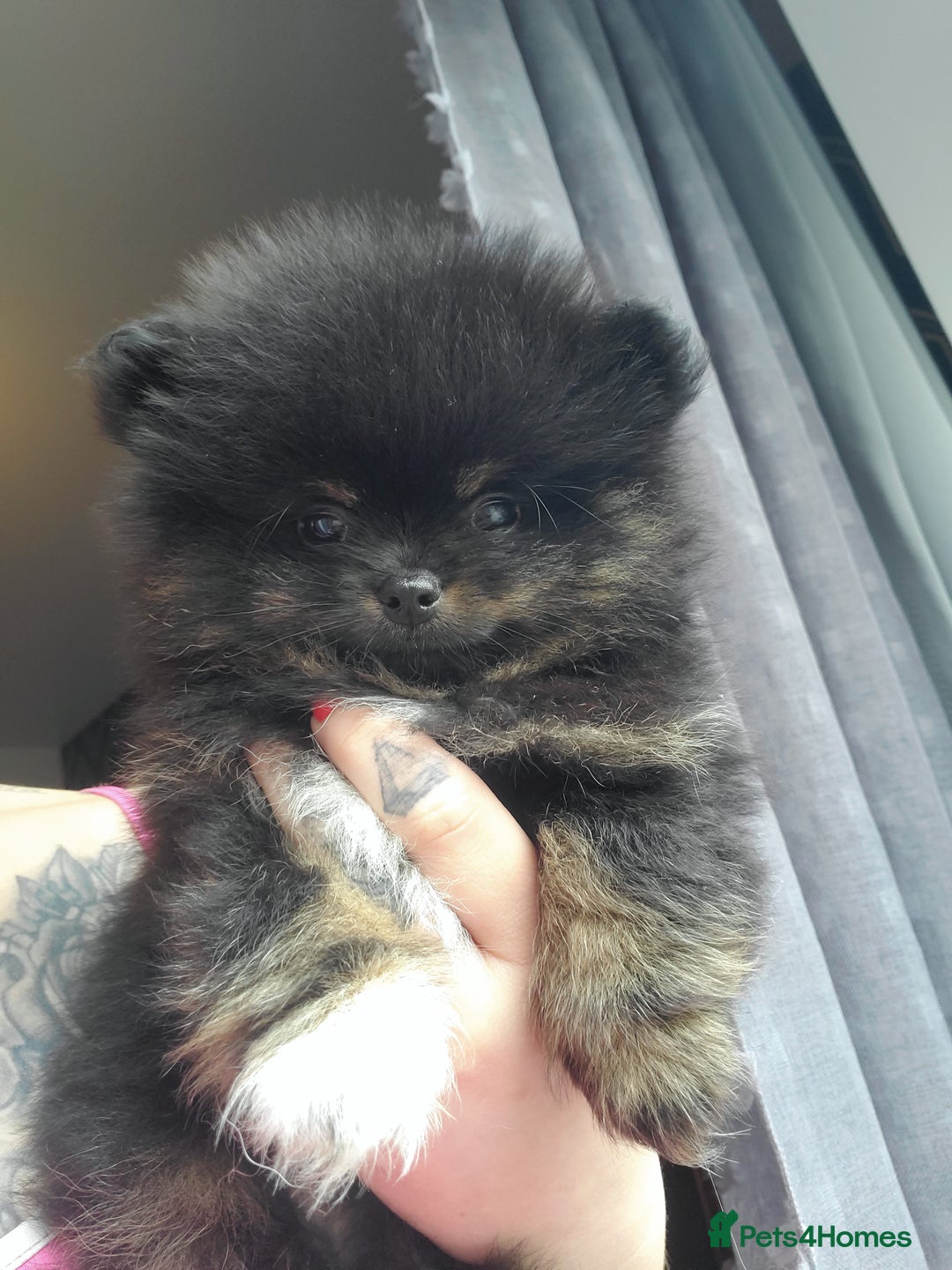 Pomeranian dogs for stud: Kc Pomeranian Male For STUD DUTIES - Advert 25