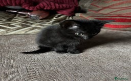 Mixed Breed cats for sale: Kittens for sale  - Image 22
