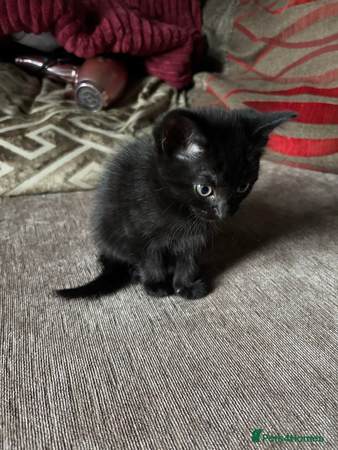 Mixed Breed cats for sale: Kittens for sale  - Image 22