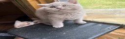 British Shorthair cats for sale: Liliac boy BSH  - Advert 5