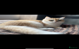 British Longhair cats for sale: Boy white gold and silver 😍 - Image 4