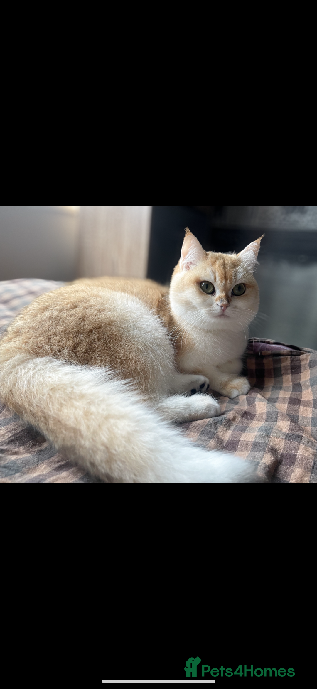 British Longhair cats for sale: Boy white gold and silver 😍 - Image 4