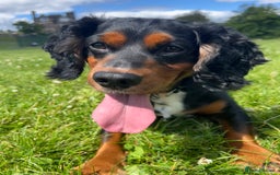 Cocker Spaniel dogs for stud: Black/Tan Cocker Spaniel Stud - Image 9