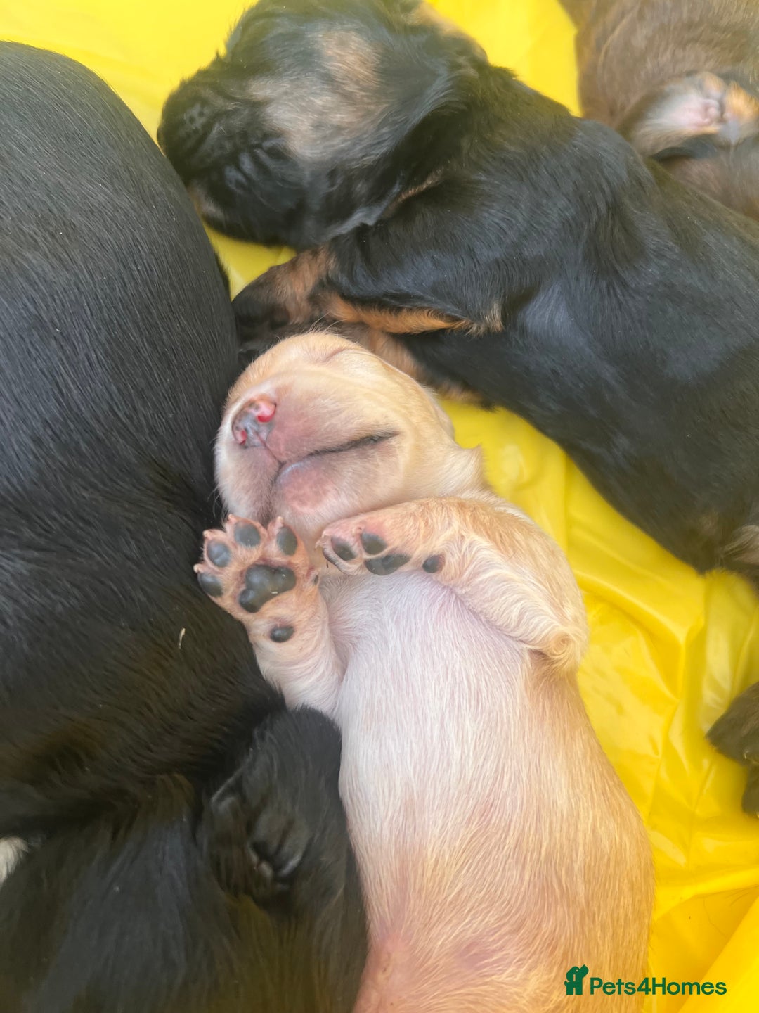 Mixed Breed dogs for sale: Bassett hound - Image 8