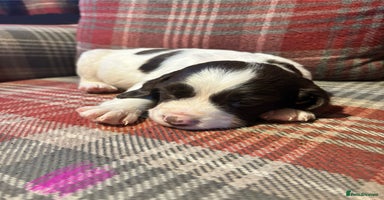 English Springer Spaniel dogs - Advert 3