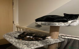 Mixed Breed cats for sale: Beautiful kittens ready for new loving homes  - Advert 30