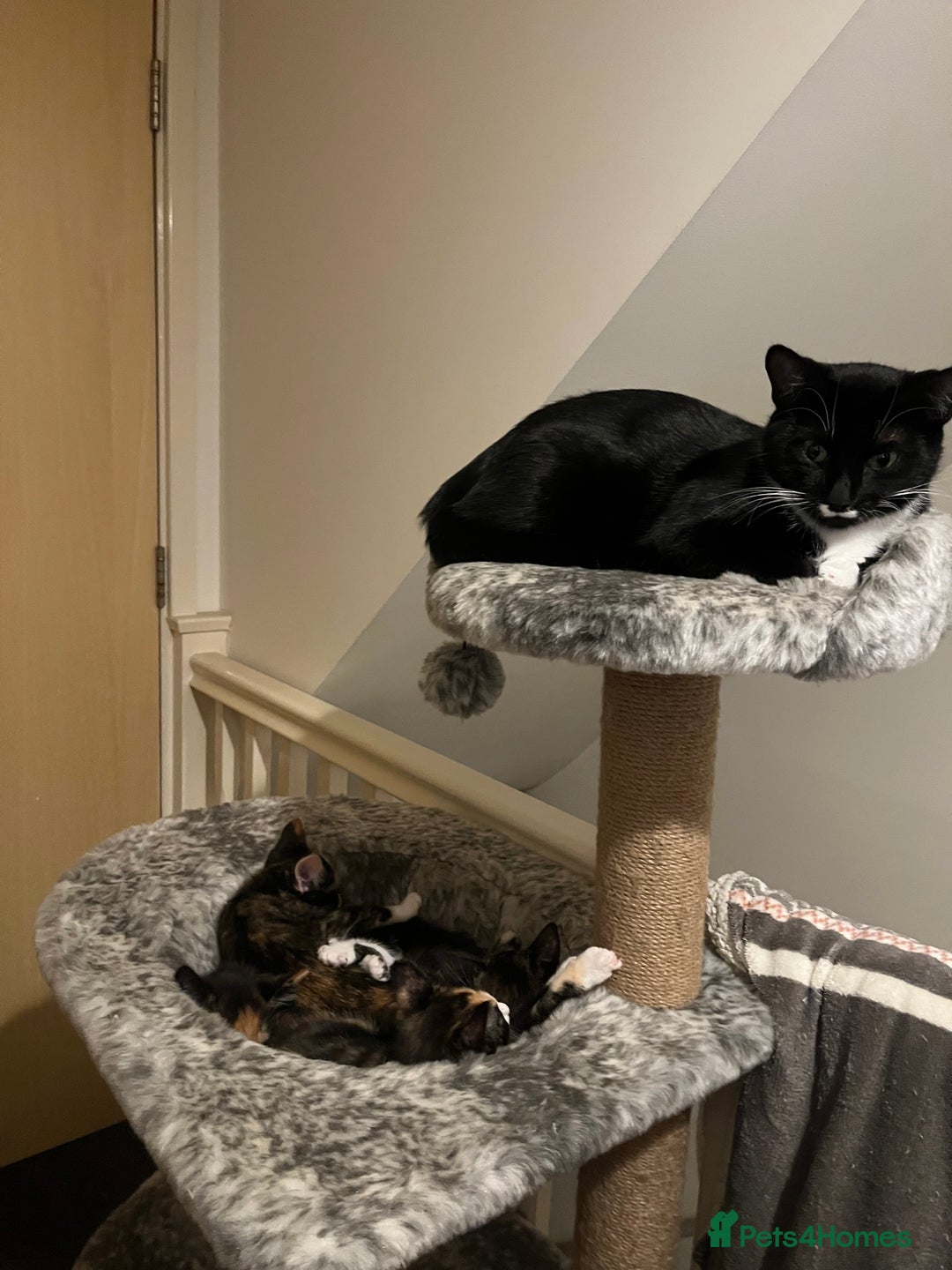 Mixed Breed cats for sale: Beautiful kittens ready for new loving homes  - Advert 30