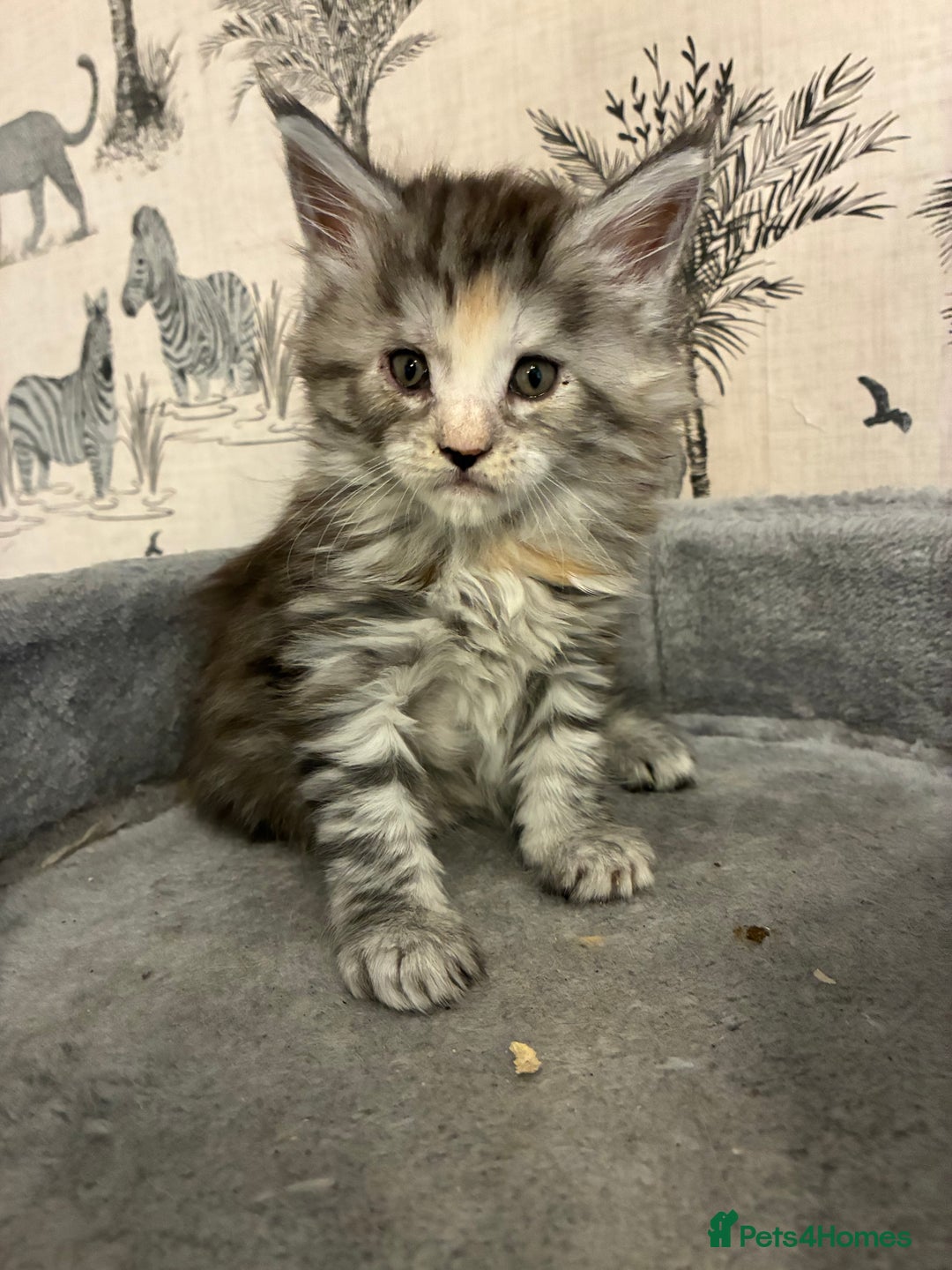 Maine Coon cats for sale: Maine Coon Kittens - Advert 2