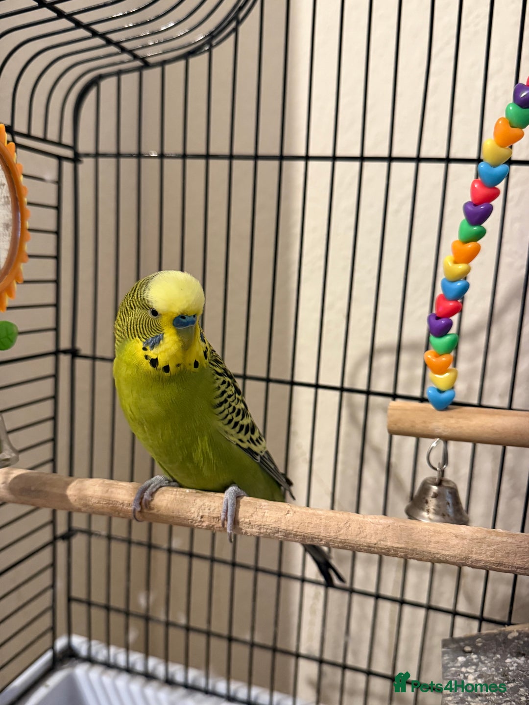 Budgerigars birds for sale: Two Budgies  - Image 2