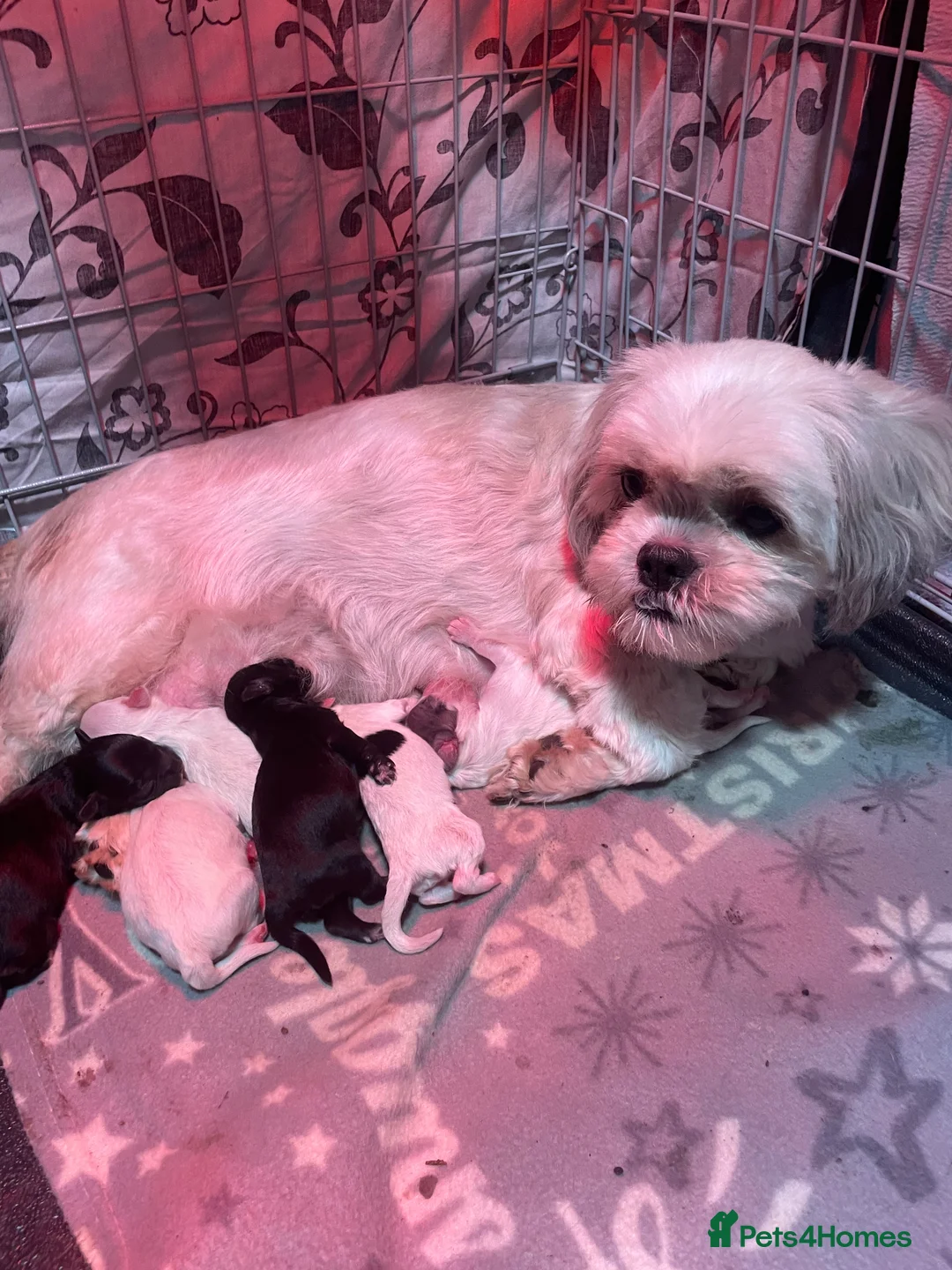 Shihpoo dogs for sale: Shih tzu X miniature poodle puppies - Advert 11