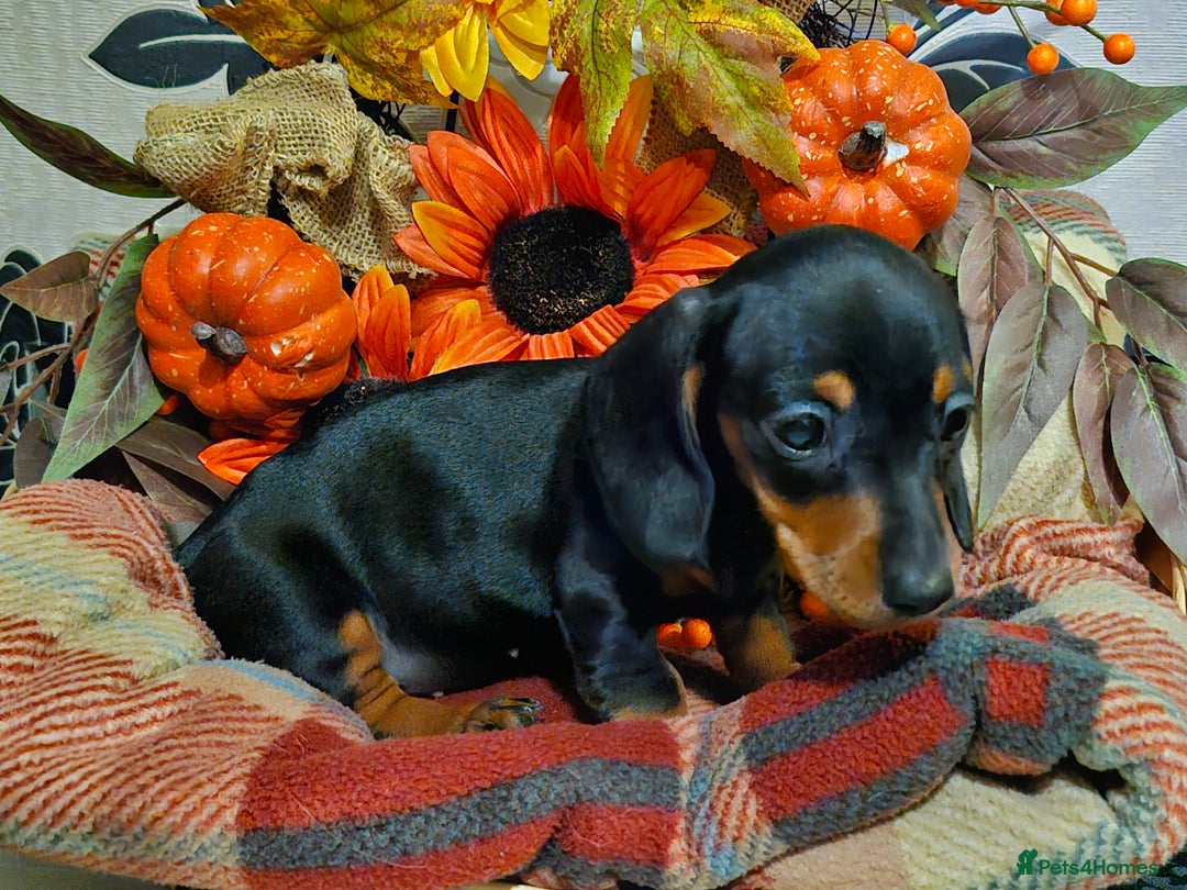 Miniature Dachshund dogs for sale: Beautiful Black & Tan Mini Dachshunds PRA clear - Image 12