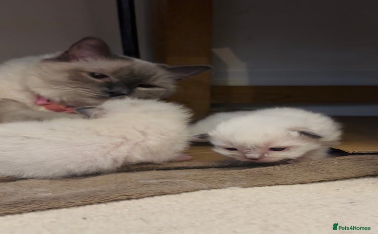 Ragdoll cats - Advert 9