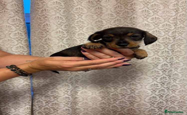 Dachshund dogs - Advert 1